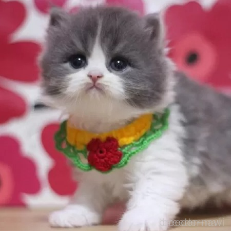 販売中の東京都のスコティッシュフォールド-136133の2枚目