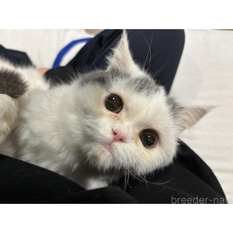 販売中の大阪府のミヌエット-118234の3枚目