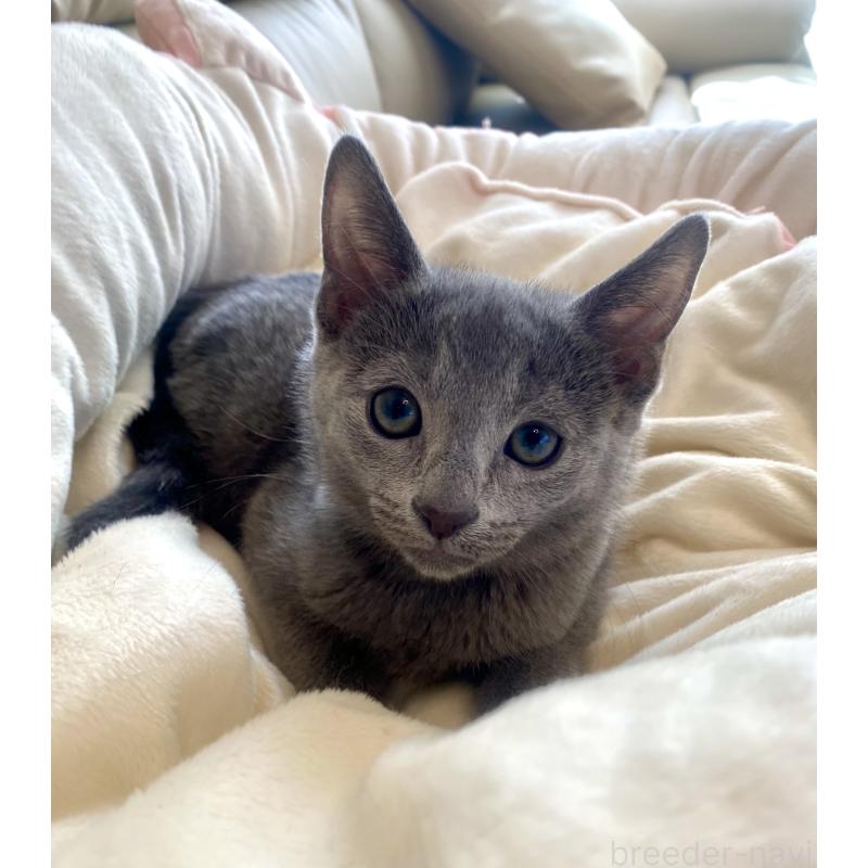 成約済の東京都のロシアンブルー-133325の36枚目