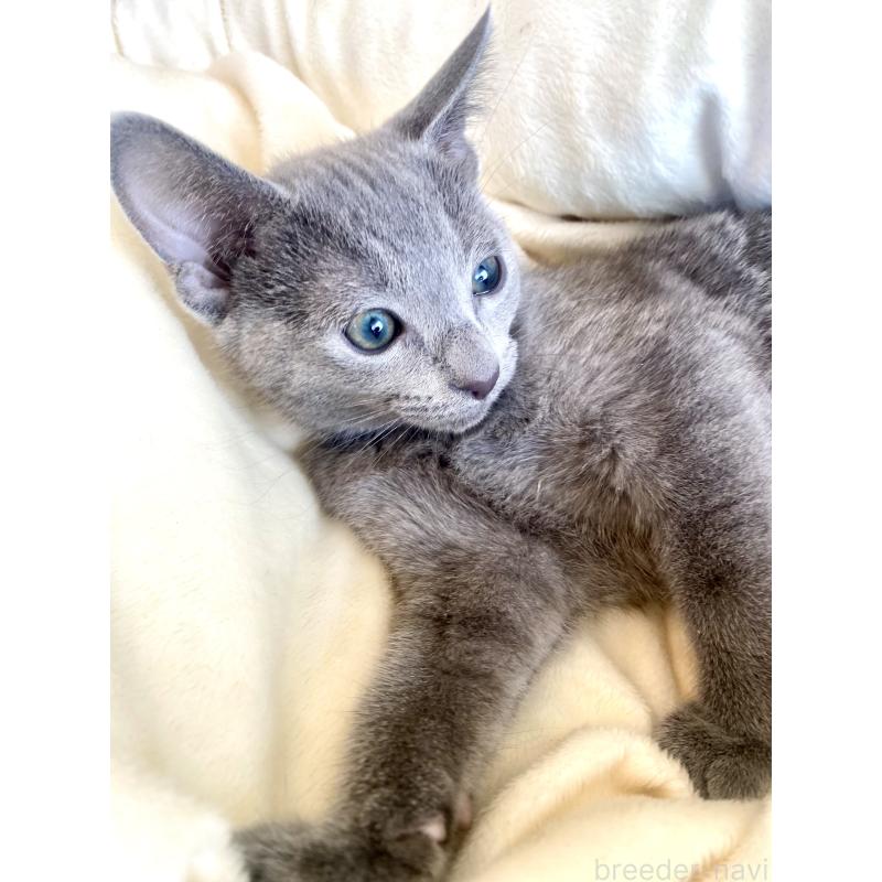 成約済の東京都のロシアンブルー-133325の35枚目