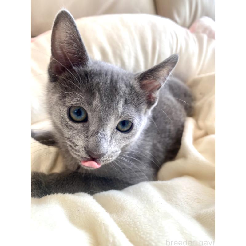 成約済の東京都のロシアンブルー-133325の34枚目