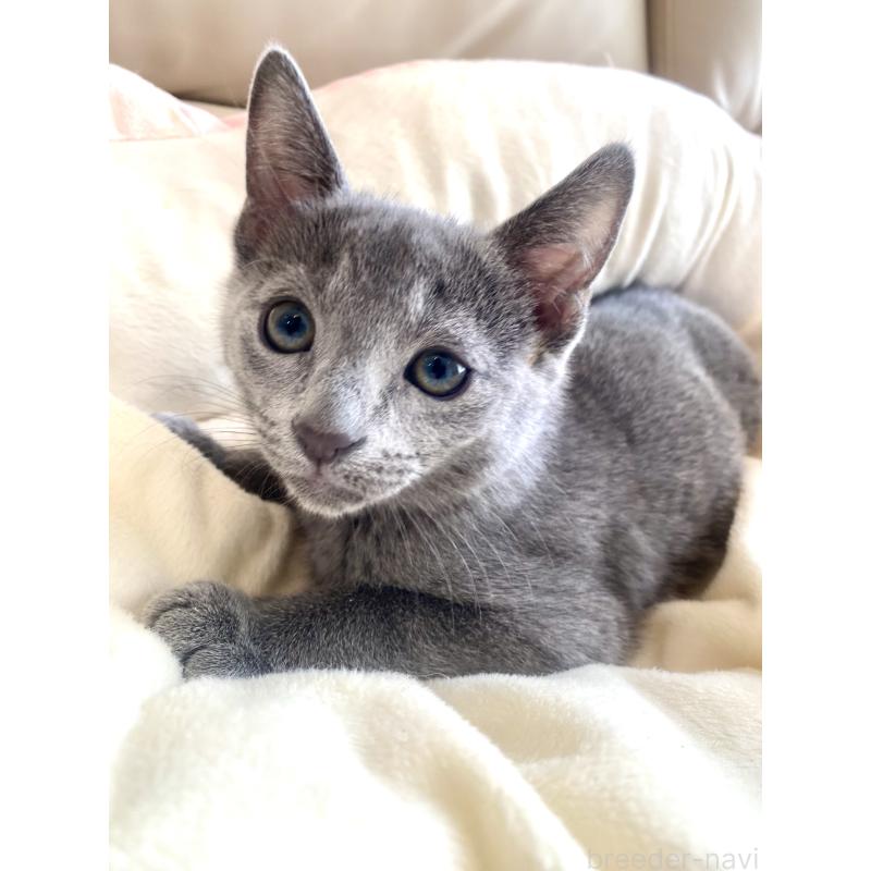 成約済の東京都のロシアンブルー-133325の33枚目