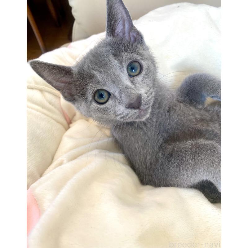 成約済の東京都のロシアンブルー-133325の31枚目