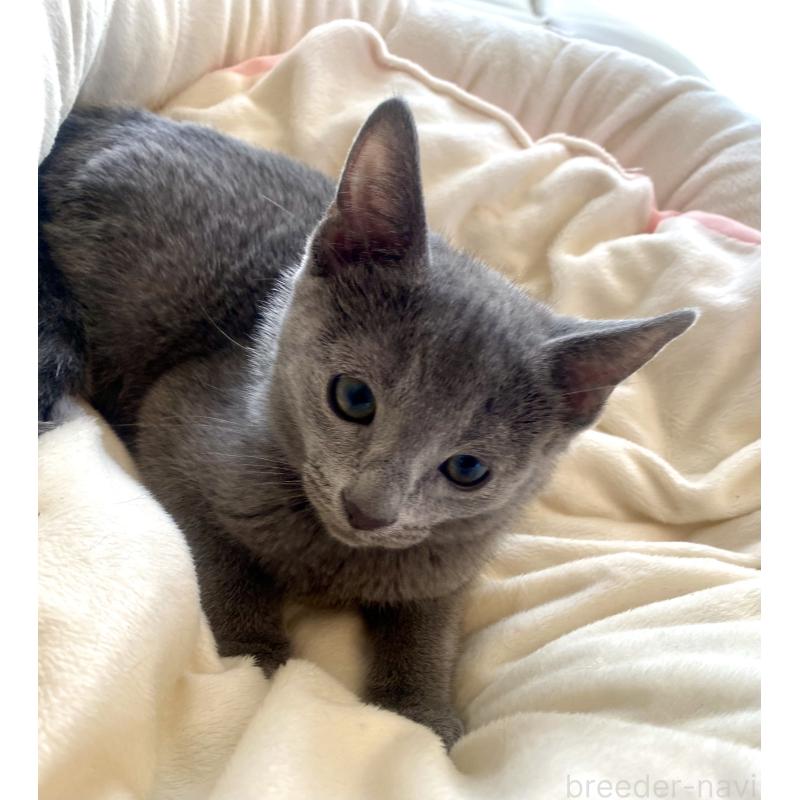 成約済の東京都のロシアンブルー-133325の30枚目