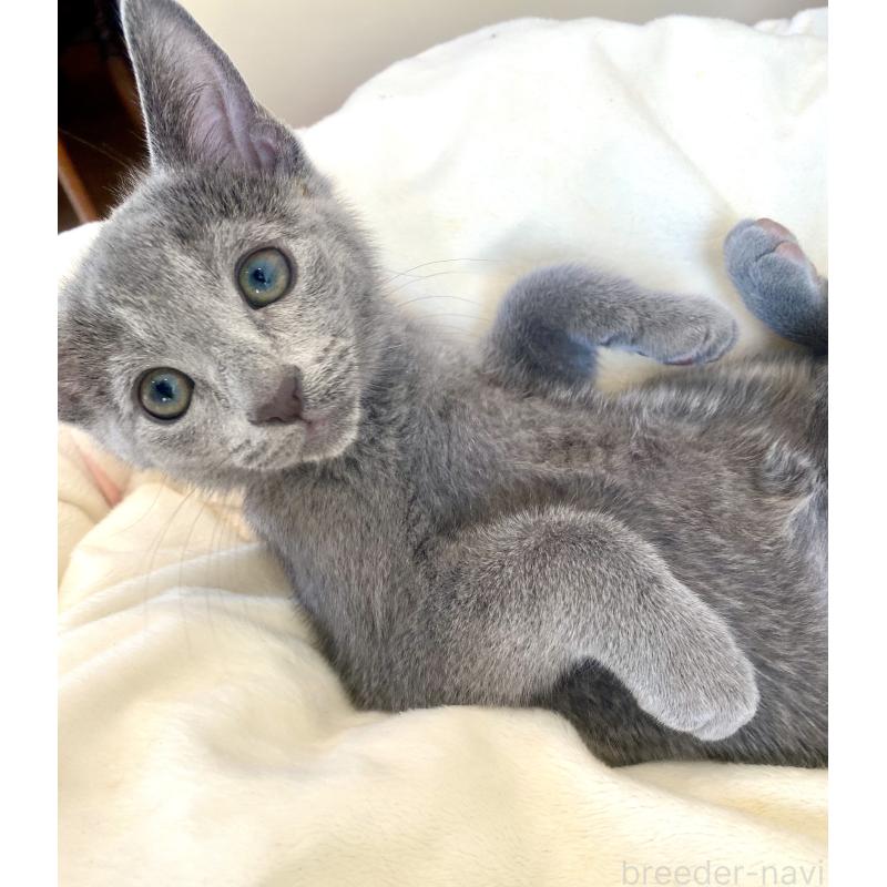 成約済の東京都のロシアンブルー-133325の29枚目