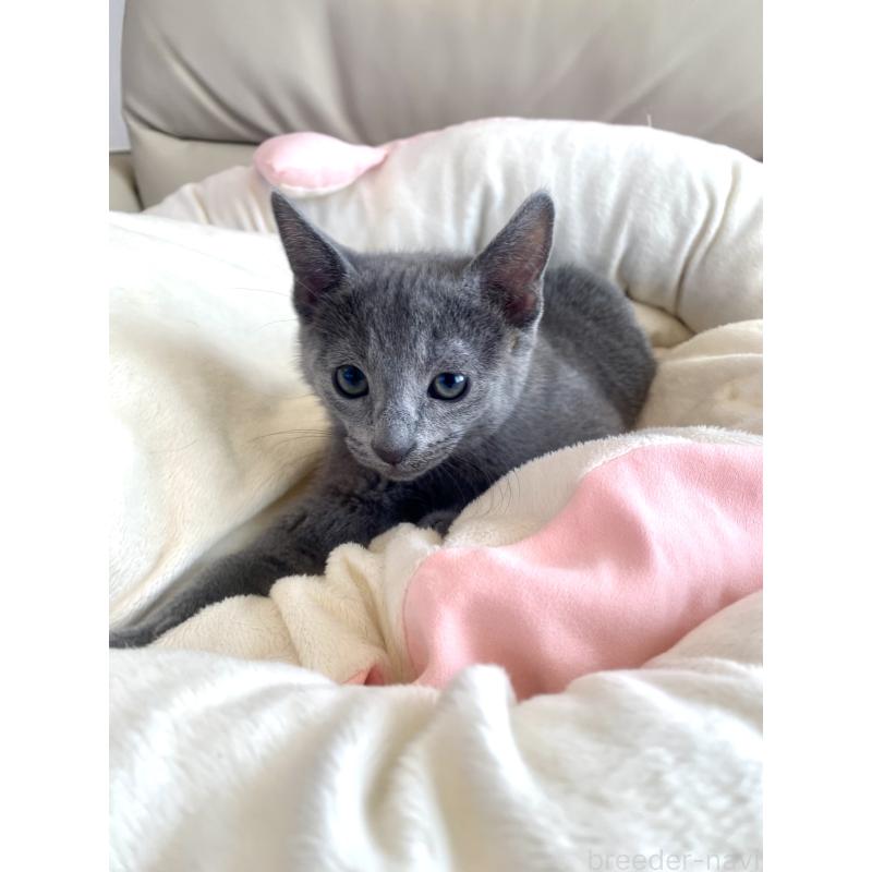 成約済の東京都のロシアンブルー-133325の28枚目