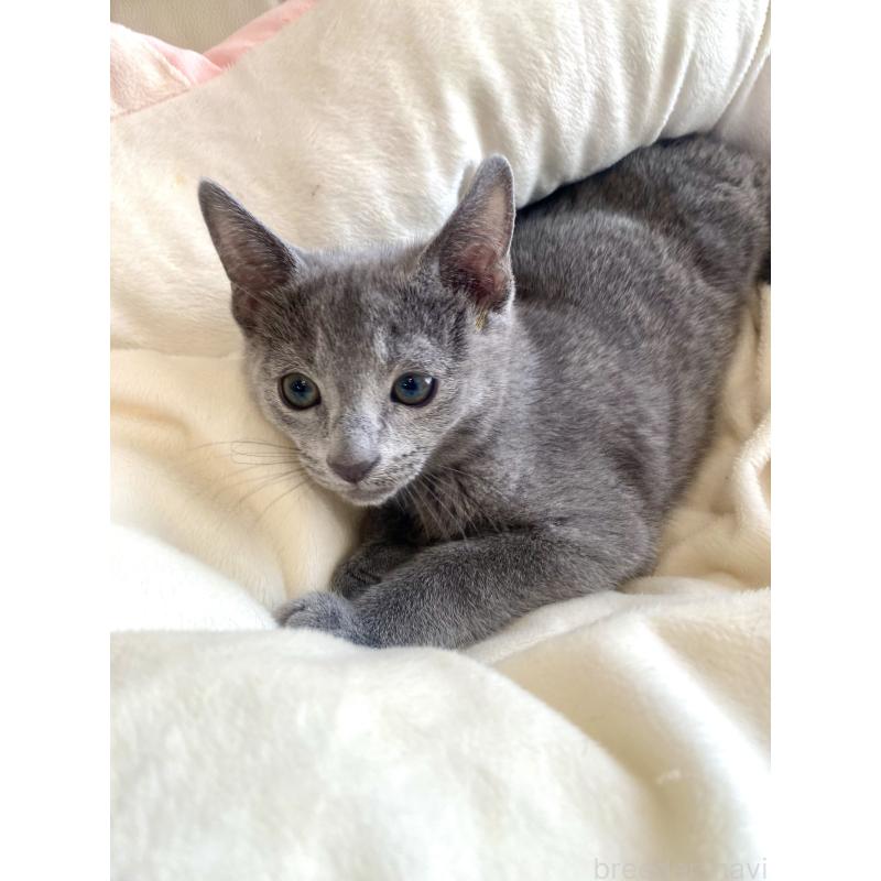 成約済の東京都のロシアンブルー-133325の27枚目