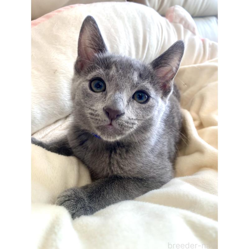 成約済の東京都のロシアンブルー-133325の26枚目