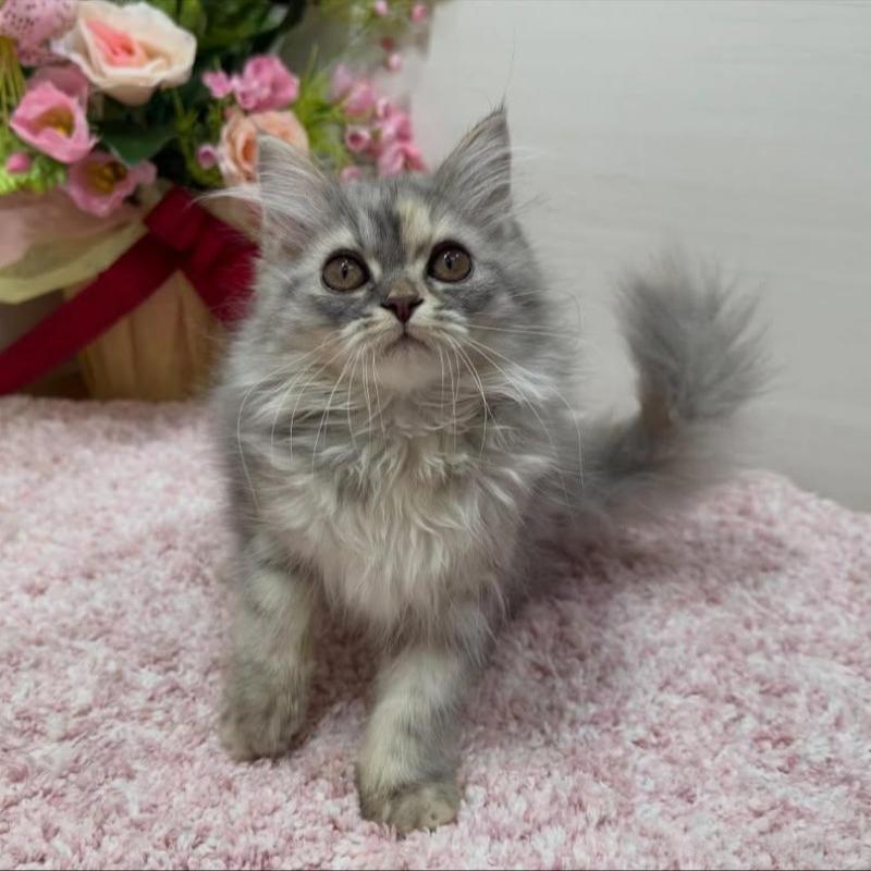 販売中の東京都のミヌエット-136135の1枚目