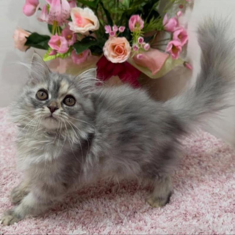 販売中の東京都のミヌエット-136135の6枚目