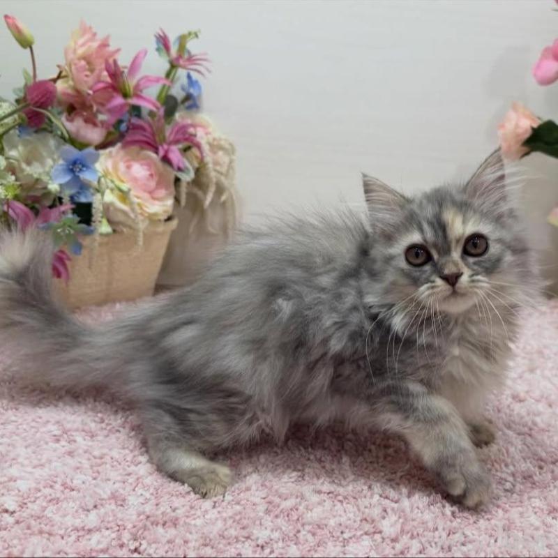 販売中の東京都のミヌエット-136135の5枚目