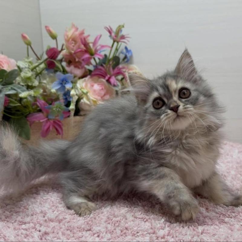 販売中の東京都のミヌエット-136135の3枚目