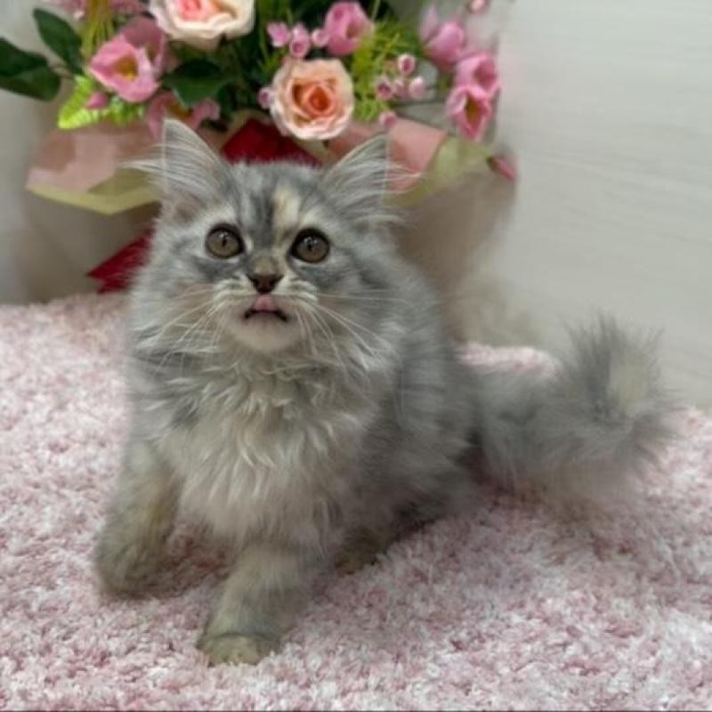 販売中の東京都のミヌエット-136135の2枚目