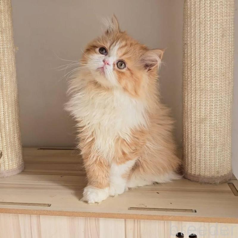 販売中の長野県のエキゾチックショートヘア-136136の5枚目