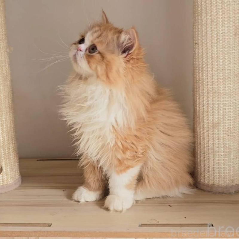 販売中の長野県のエキゾチックショートヘア-136136の2枚目