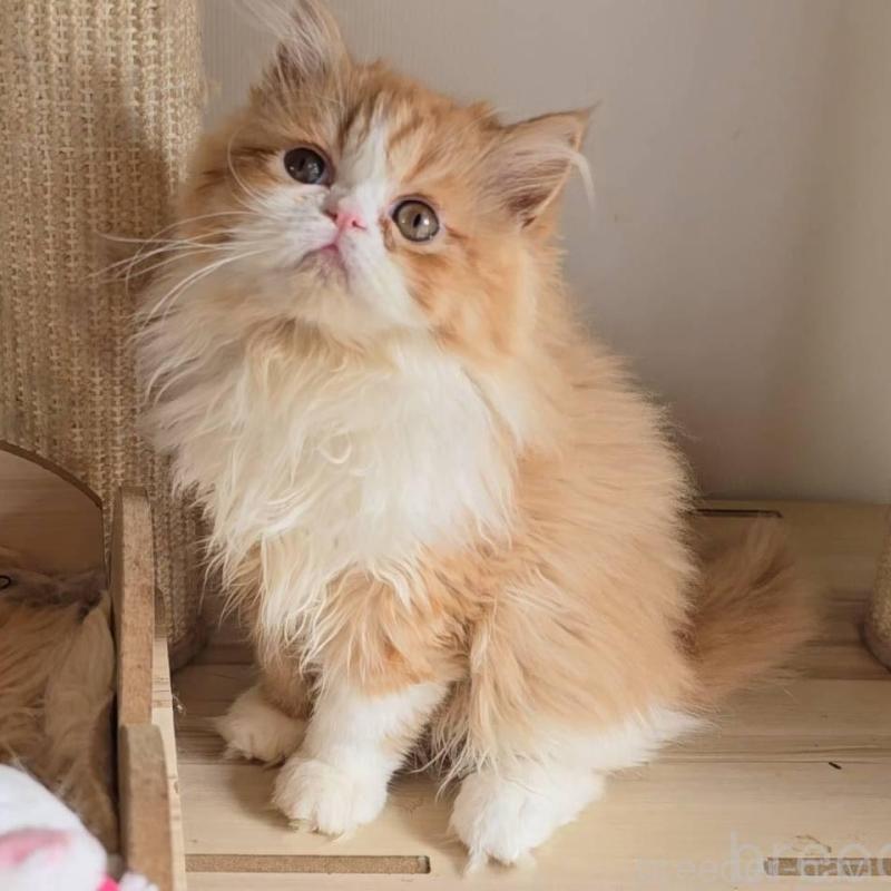 販売中の長野県のエキゾチックショートヘア-136136