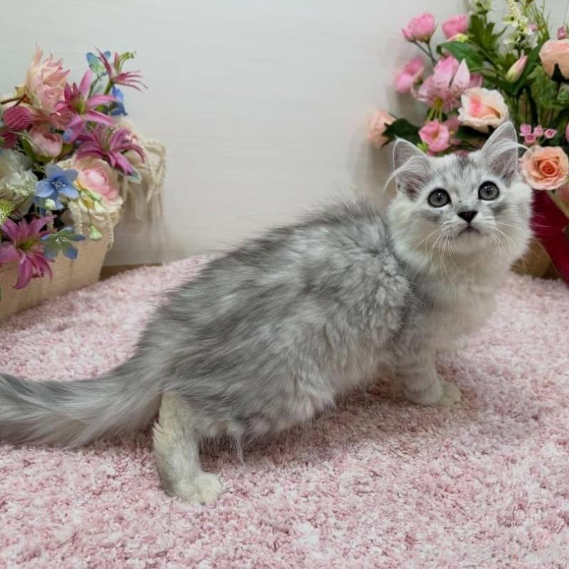 販売中の東京都のラガマフィン-136137の6枚目