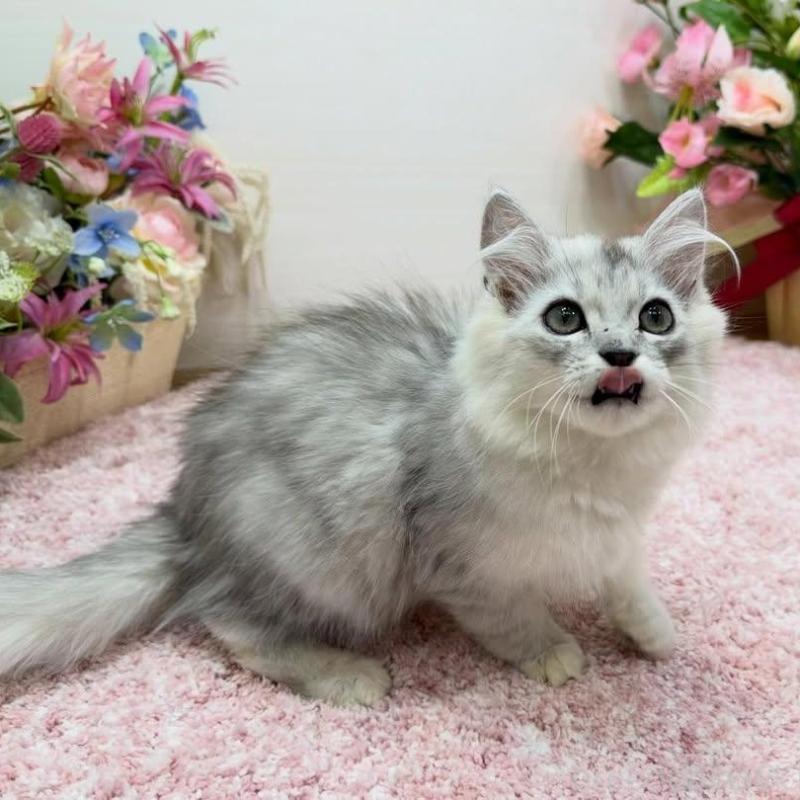 販売中の東京都のラガマフィン-136137の5枚目