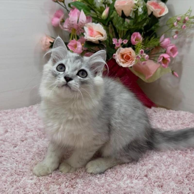 販売中の東京都のラガマフィン-136137の4枚目