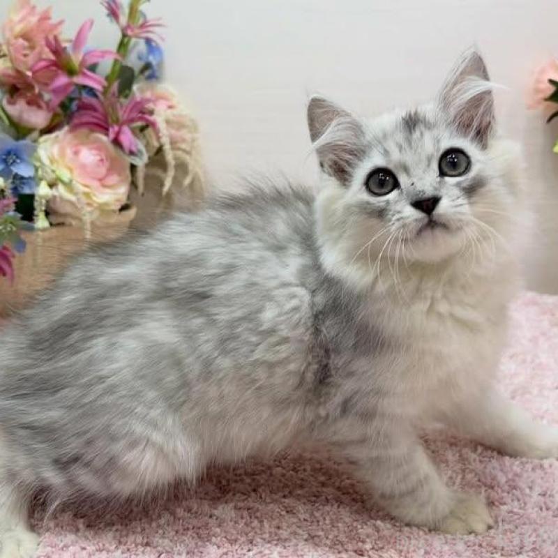 販売中の東京都のラガマフィン-136137の3枚目