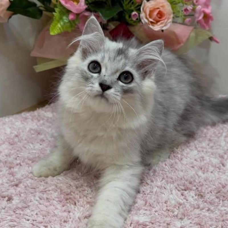 販売中の東京都のラガマフィン-136137