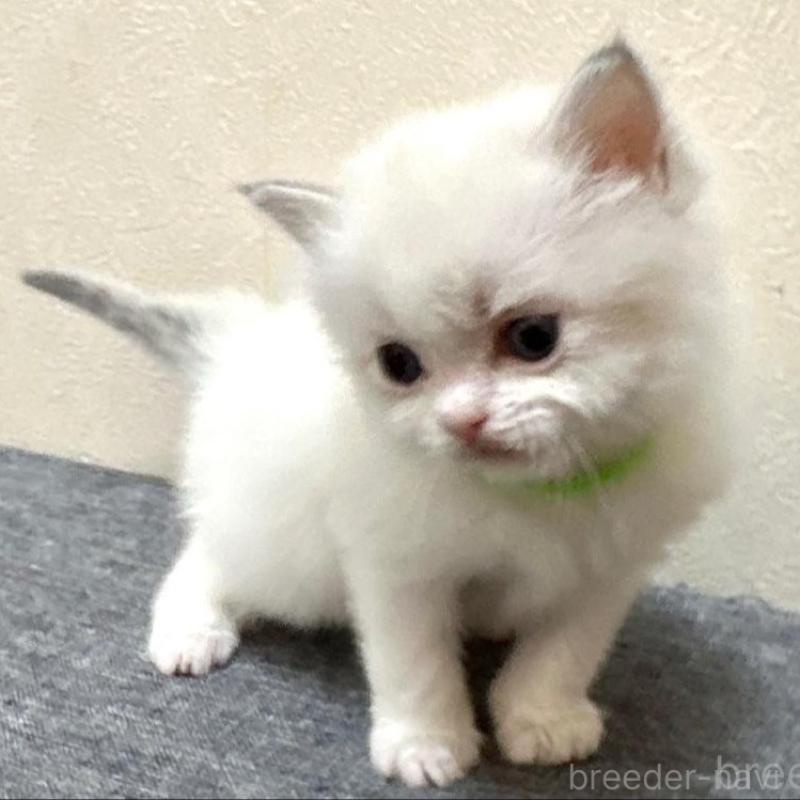 販売中の千葉県のラグドール-136138の4枚目