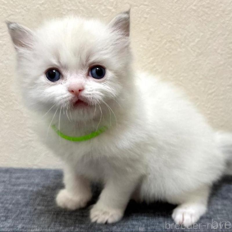 販売中の千葉県のラグドール-136138の3枚目