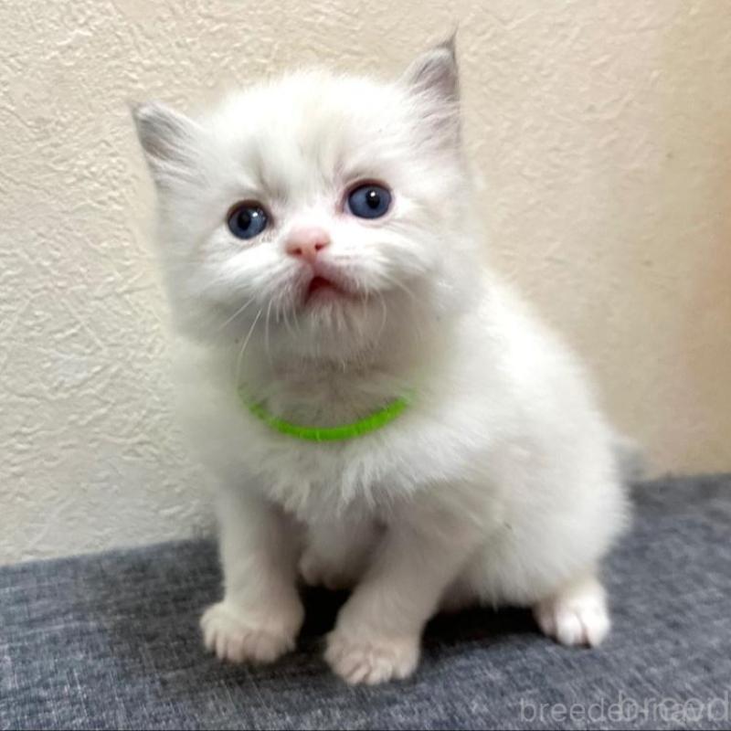 販売中の千葉県のラグドール-136138の2枚目