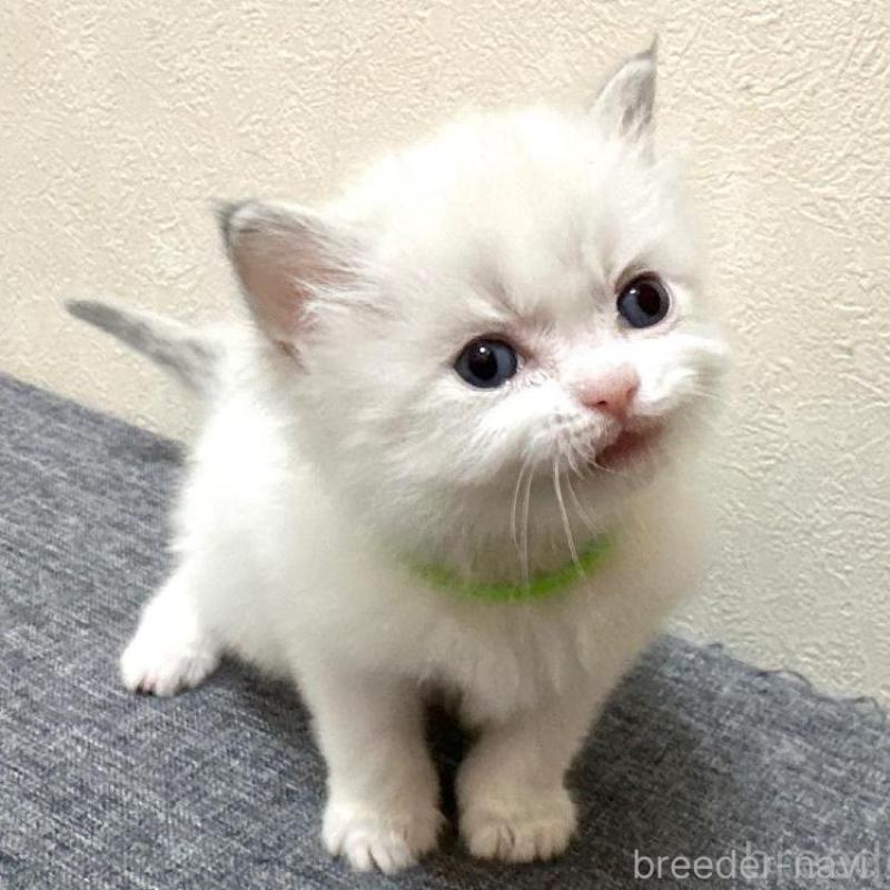 販売中の千葉県のラグドール-136138