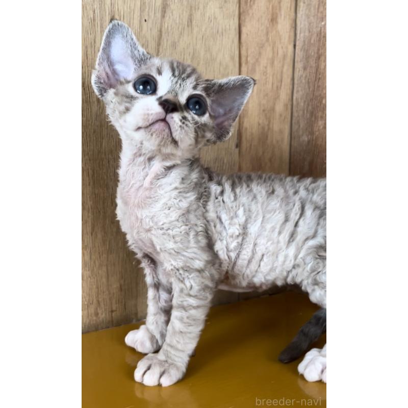 販売中の愛知県のデボンレックス-136139の10枚目