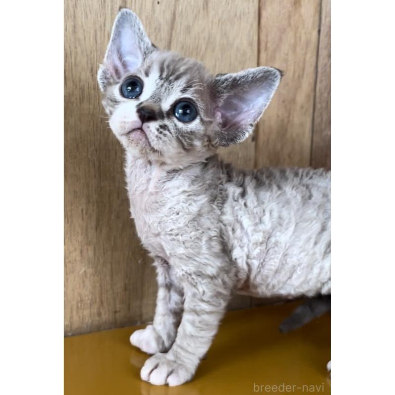 販売中の愛知県のデボンレックス-136139の8枚目