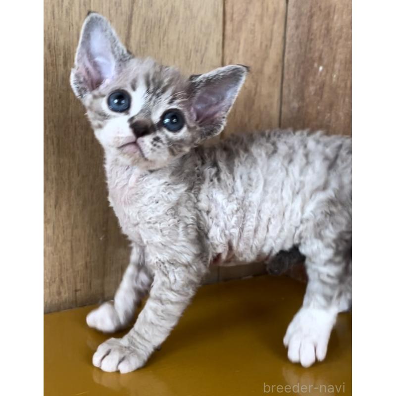 販売中の愛知県のデボンレックス-136139の7枚目