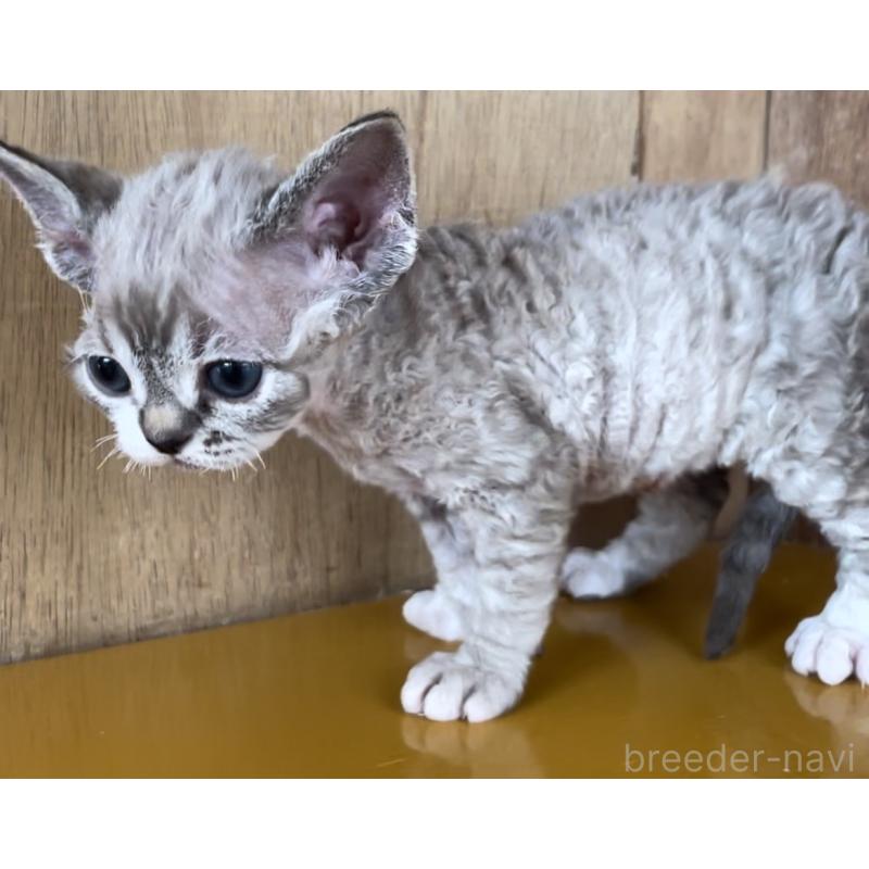 販売中の愛知県のデボンレックス-136139の6枚目