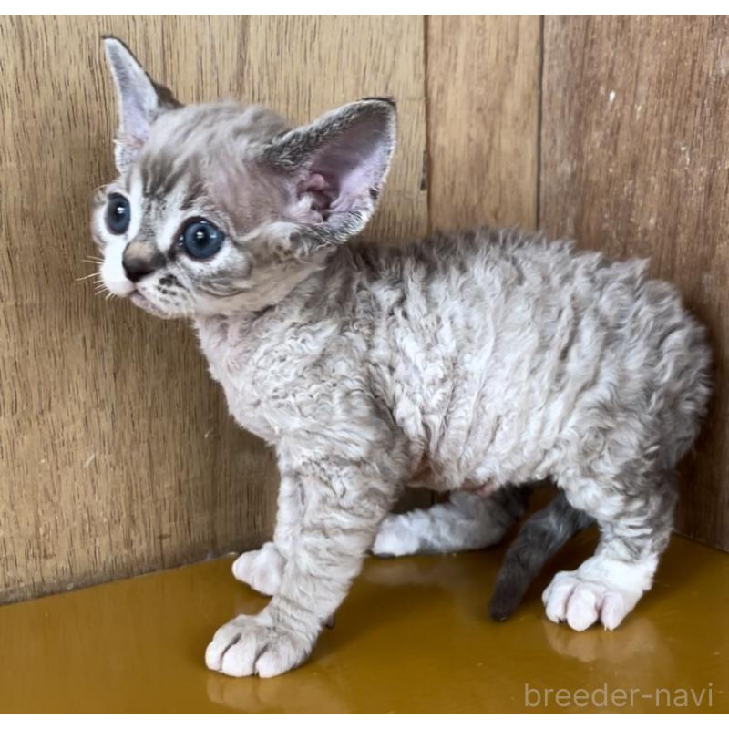 販売中の愛知県のデボンレックス-136139の5枚目