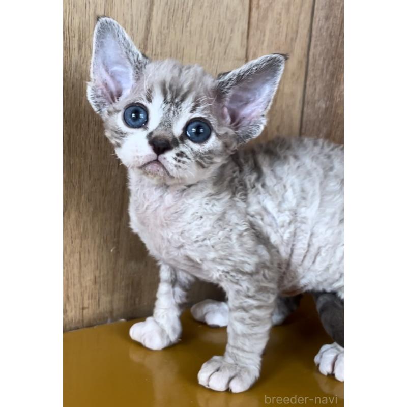 販売中の愛知県のデボンレックス-136139の4枚目