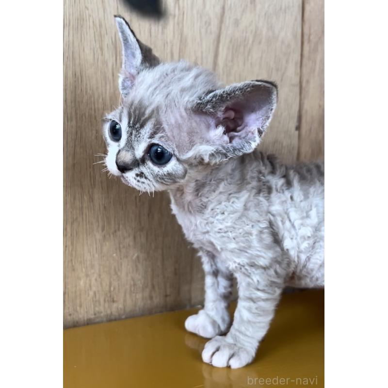 販売中の愛知県のデボンレックス-136139の3枚目