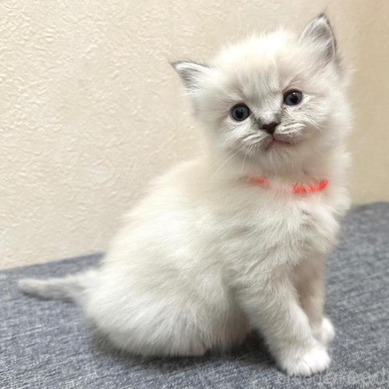 販売中の千葉県のラグドール-136140の1枚目