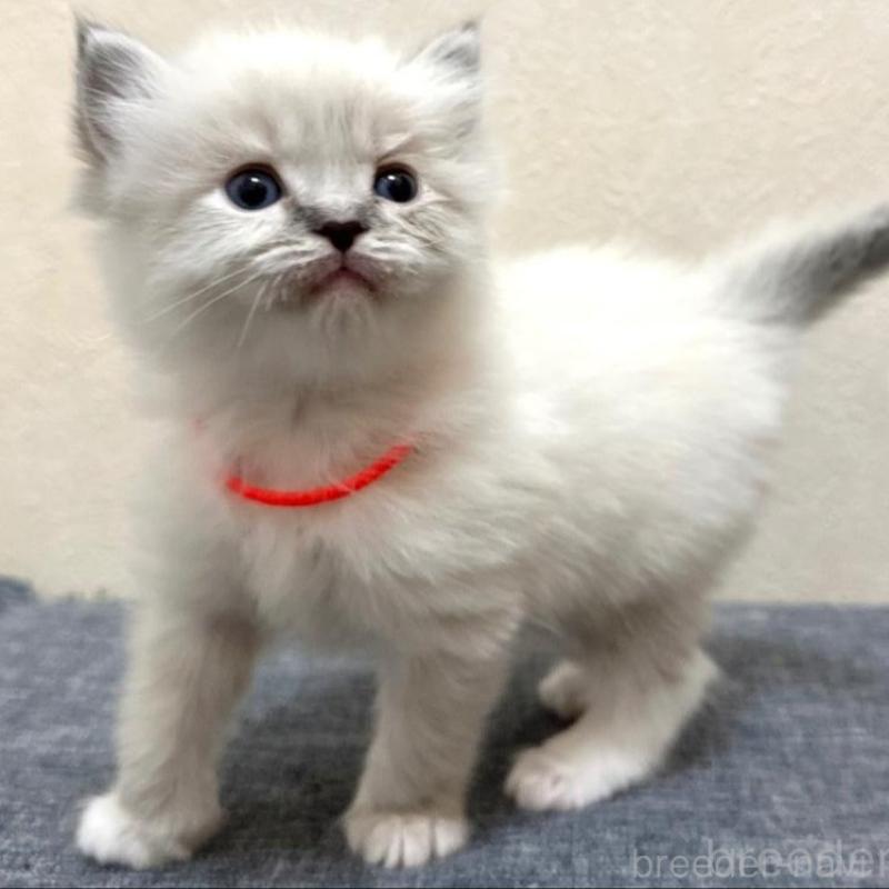 販売中の千葉県のラグドール-136140の5枚目