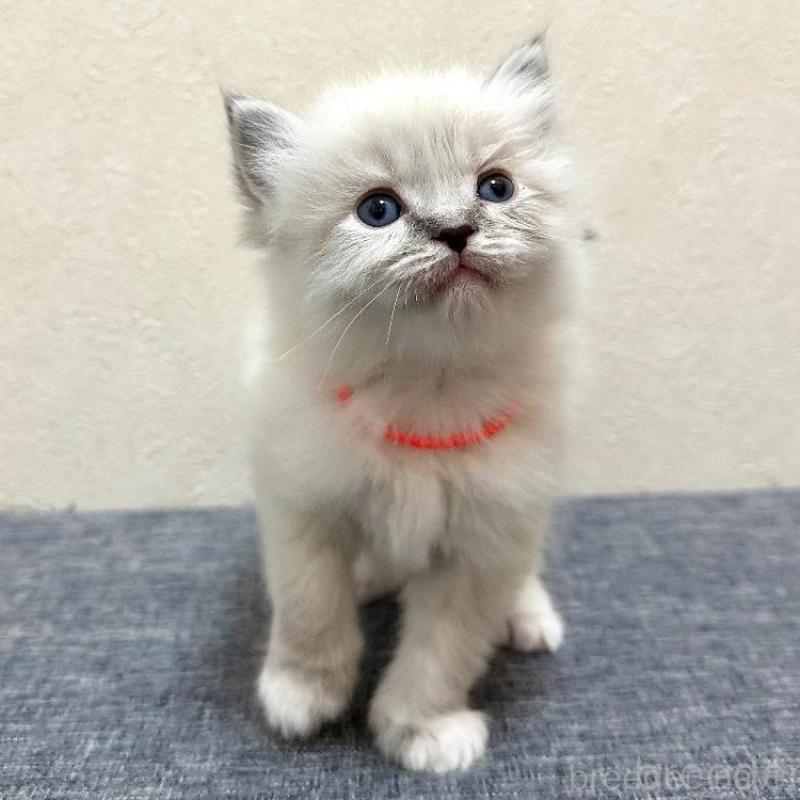 販売中の千葉県のラグドール-136140の4枚目