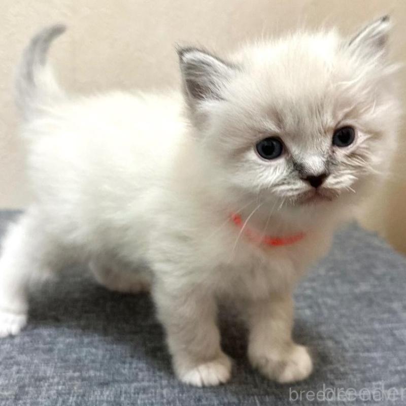 販売中の千葉県のラグドール-136140の3枚目