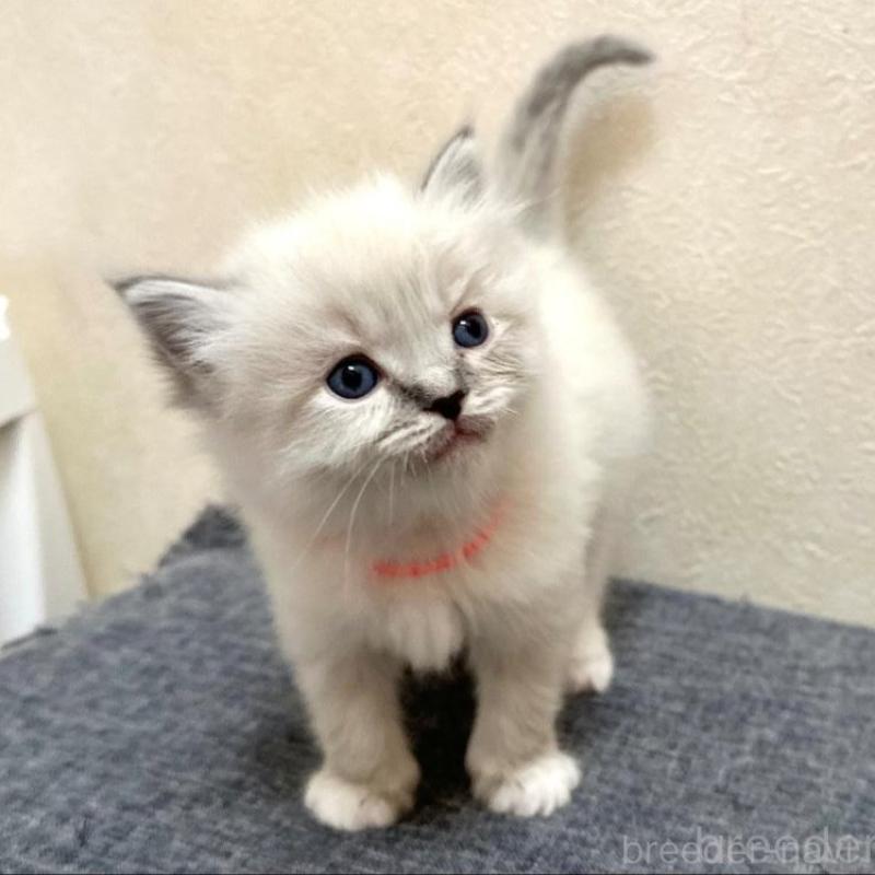 販売中の千葉県のラグドール-136140の2枚目