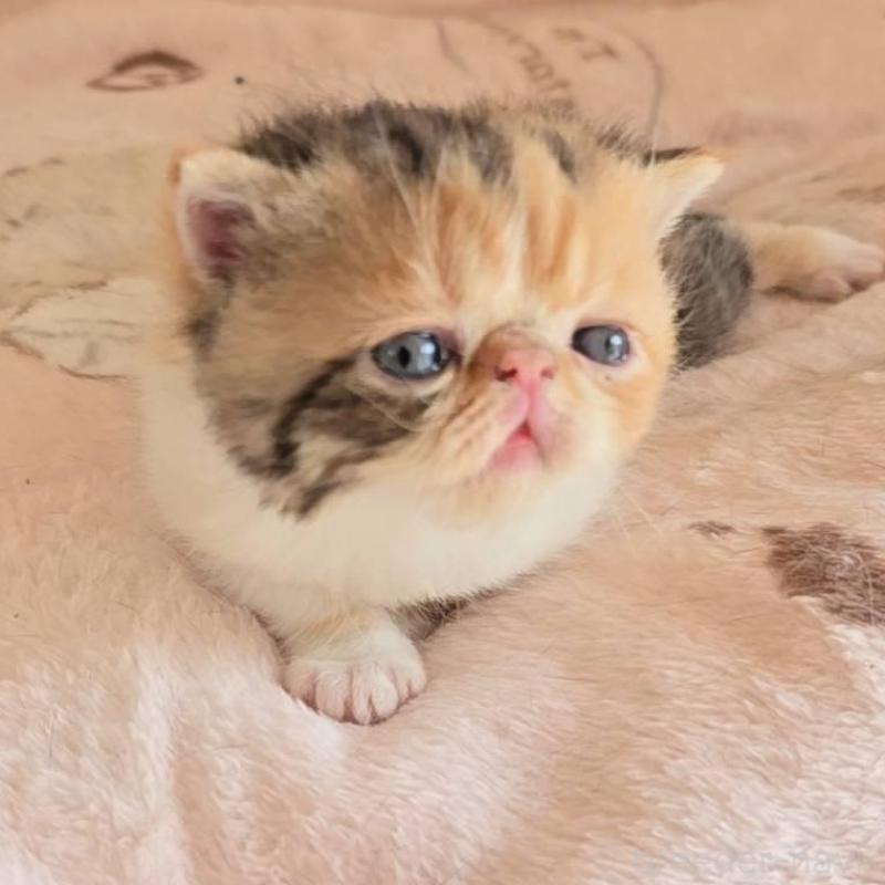 販売中の長野県のエキゾチックショートヘア-136141の5枚目