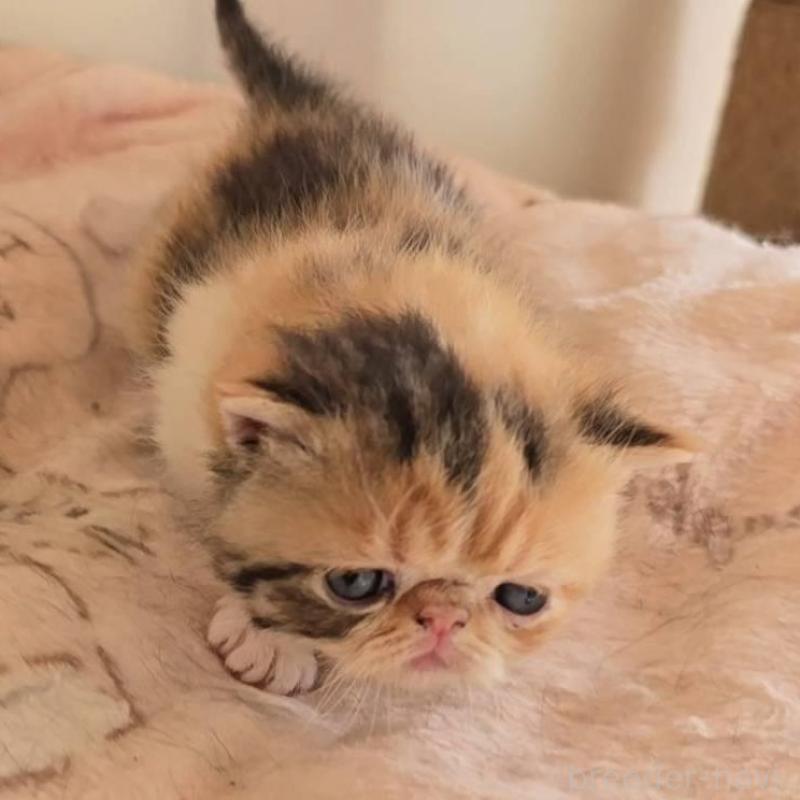 販売中の長野県のエキゾチックショートヘア-136141の3枚目