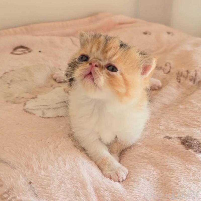 販売中の長野県のエキゾチックショートヘア-136141の2枚目