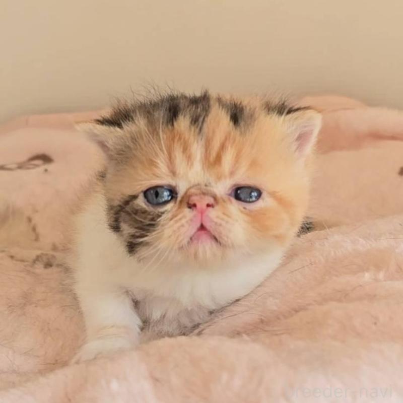 販売中の長野県のエキゾチックショートヘア-136141の1枚目