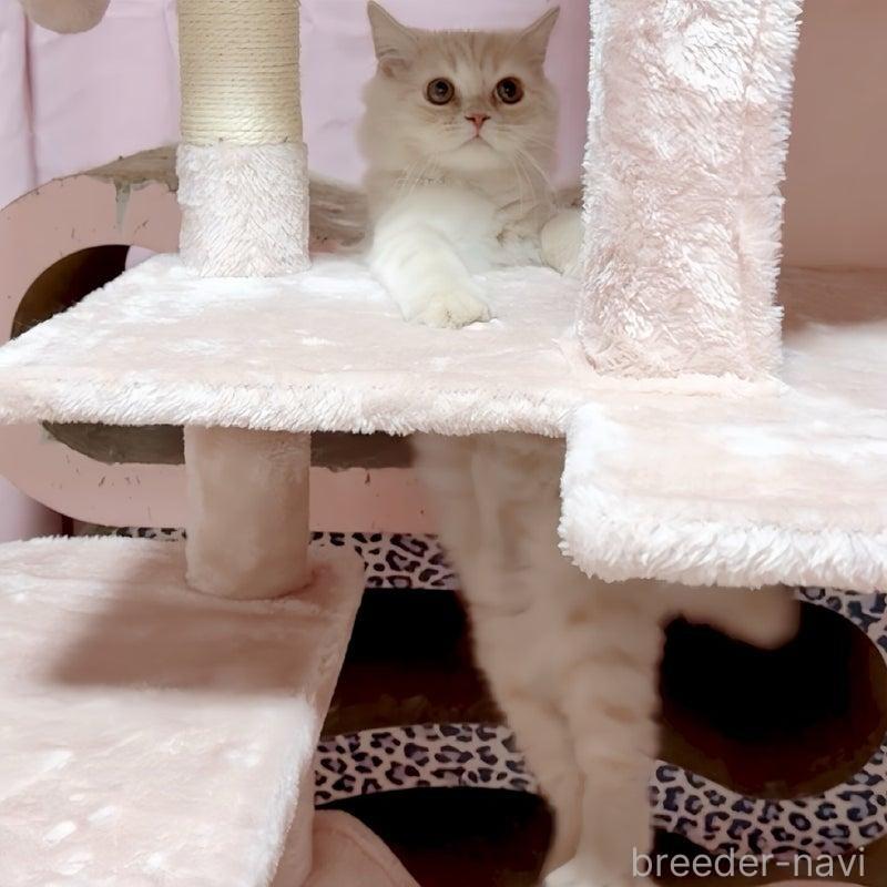 販売中の愛媛県のスコティッシュフォールド-136143の7枚目