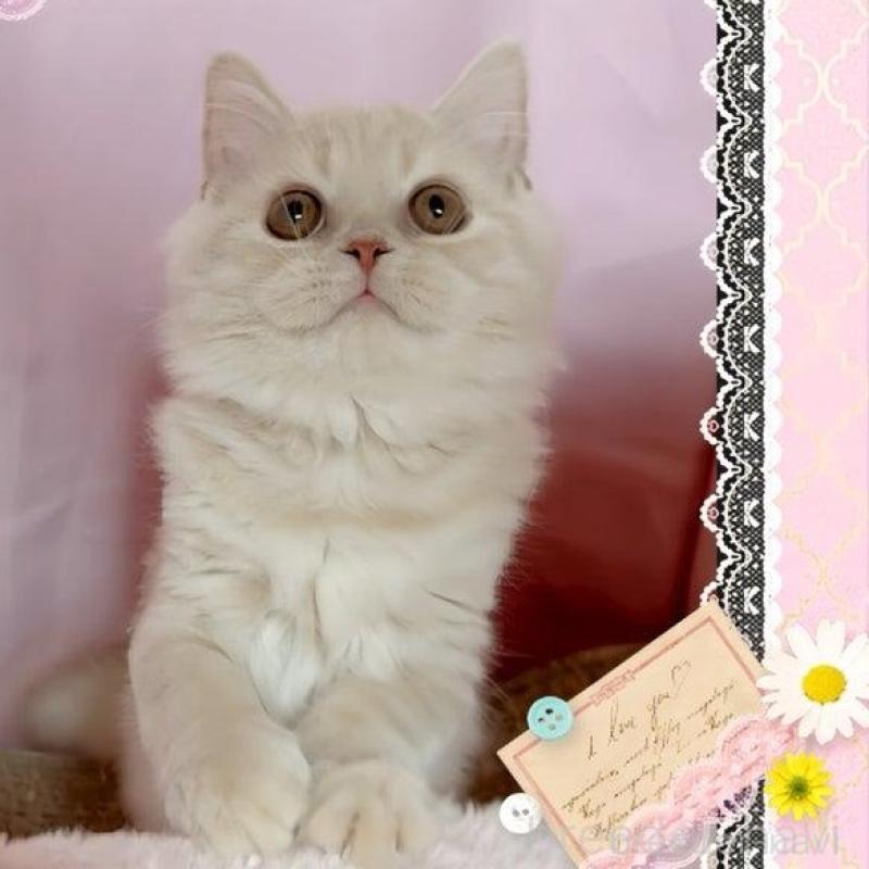 販売中の愛媛県のスコティッシュフォールド-136143の6枚目