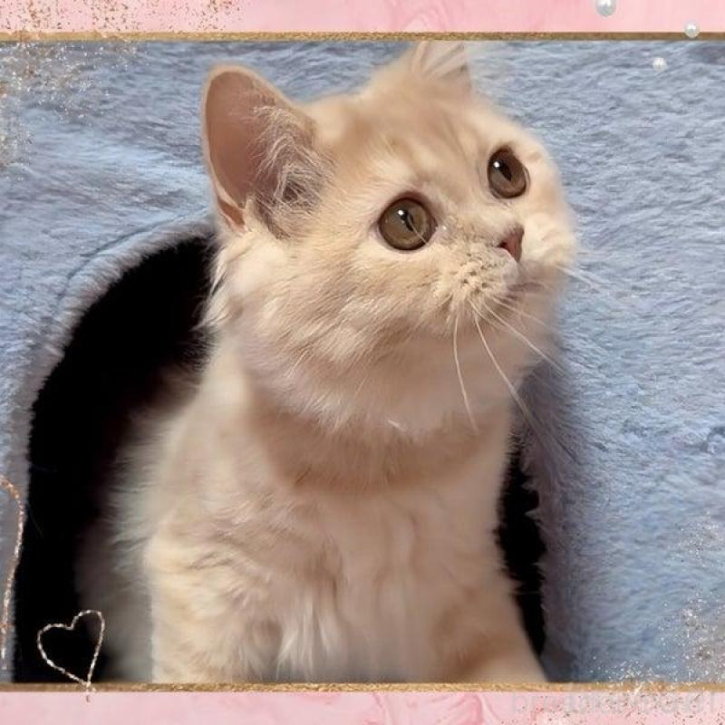 販売中の愛媛県のスコティッシュフォールド-136143