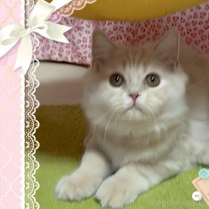 販売中の愛媛県のスコティッシュフォールド-136143の4枚目