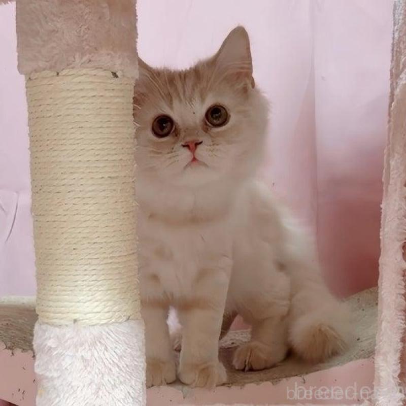 販売中の愛媛県のスコティッシュフォールド-136143の3枚目